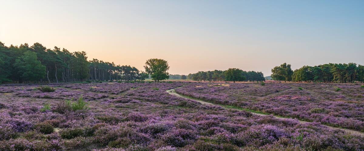 A vast heather field with a winding path.