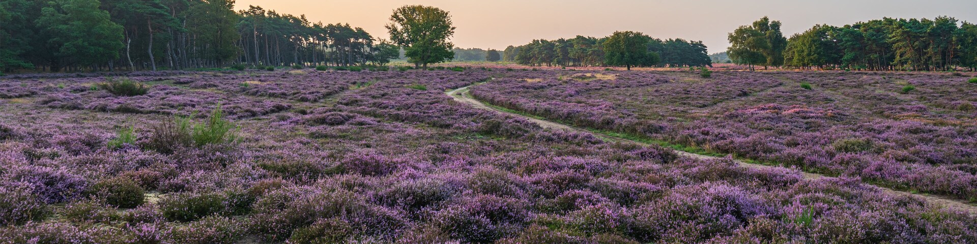 A vast heather field with a winding path.