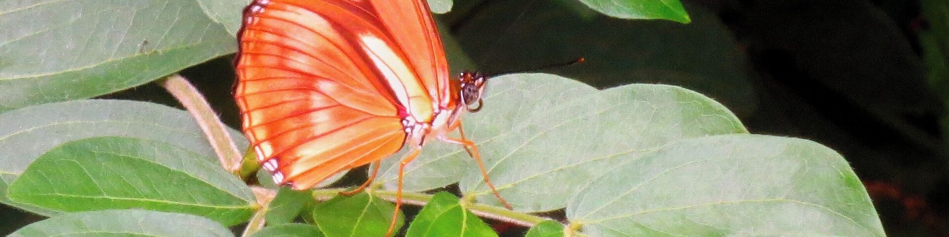 Vlindertuin in het oude dierenpark Emmen. Het nieuwe park heet Wildlands Adventure Zoo