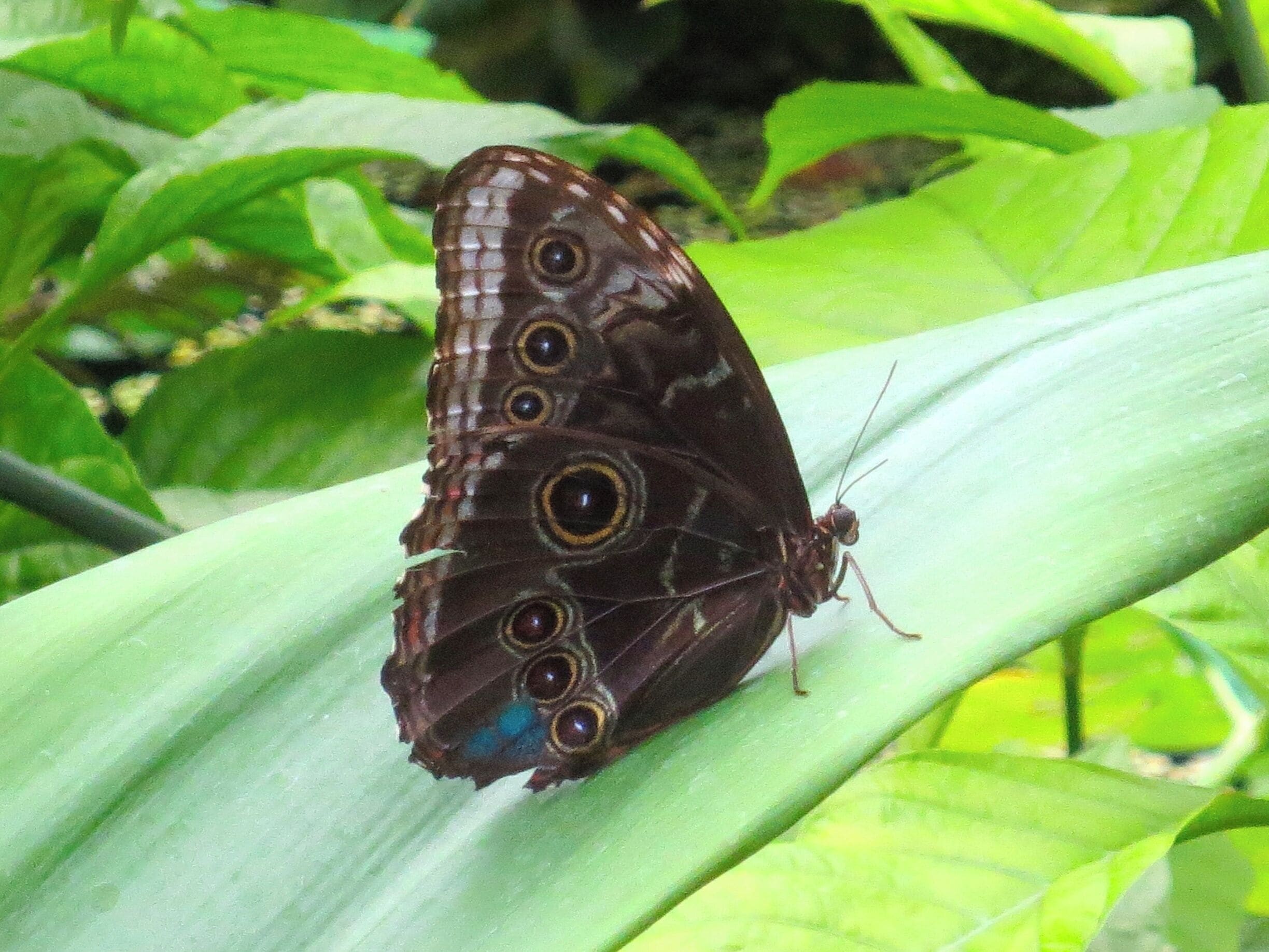 Vlindertuin in het oude dierenpark Emmen. Het nieuwe park heet Wildlands Adventure Zoo