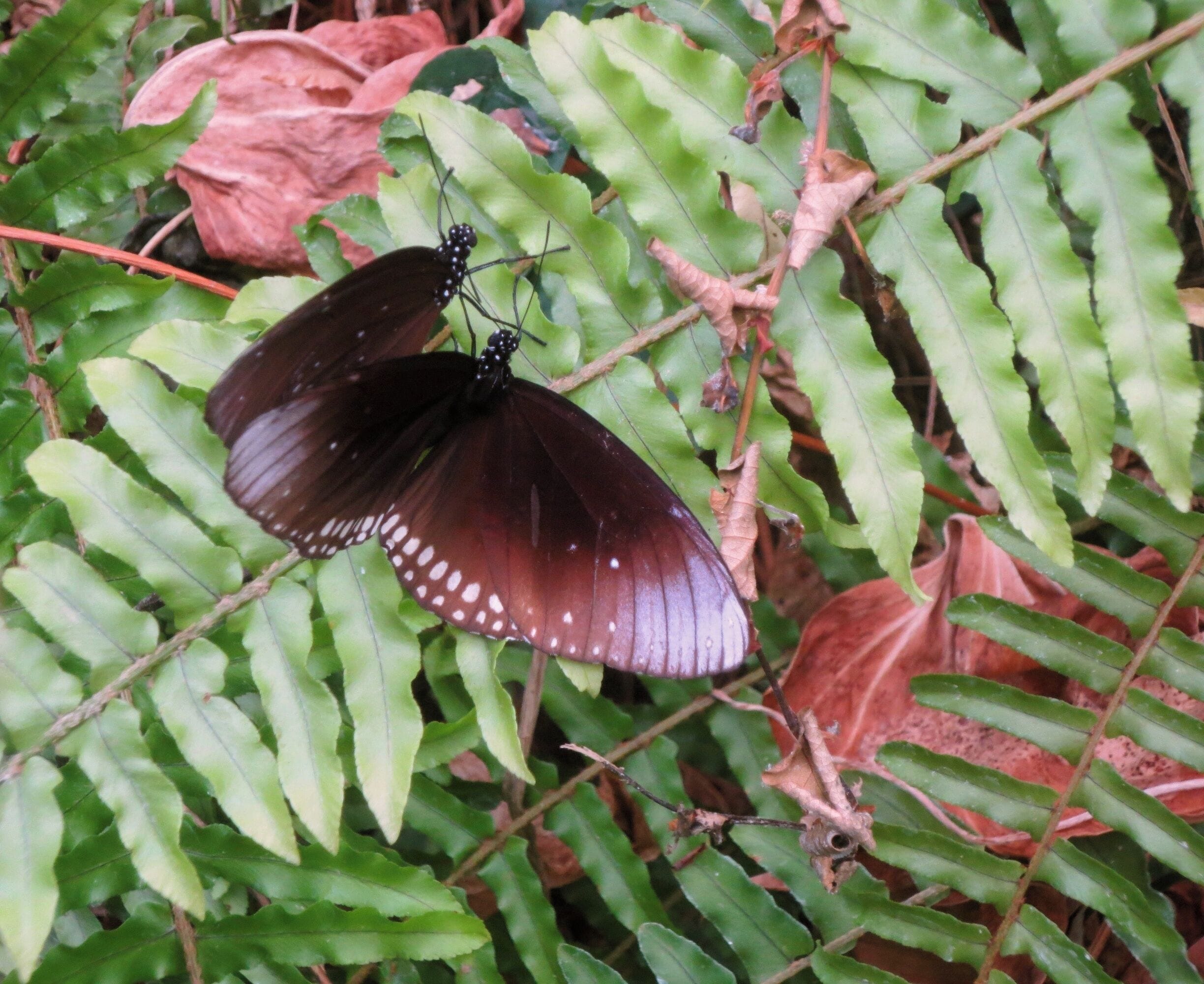 Vlindertuin in het oude dierenpark Emmen. Het nieuwe park heet Wildlands Adventure Zoo