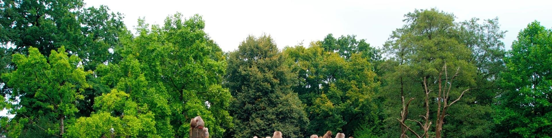 Apenrots in het oude dierenpark Emmen. Het nieuwe park heet Wildlands Adventure Zoo