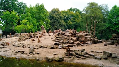 Apenrots in het oude dierenpark Emmen. Het nieuwe park heet Wildlands Adventure Zoo