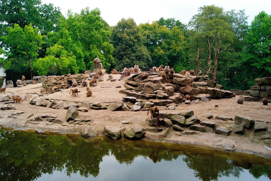 Apenrots in het oude dierenpark Emmen. Het nieuwe park heet Wildlands Adventure Zoo