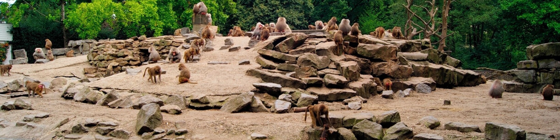 A rocky enclosure with a pond, surrounded by dense green trees.