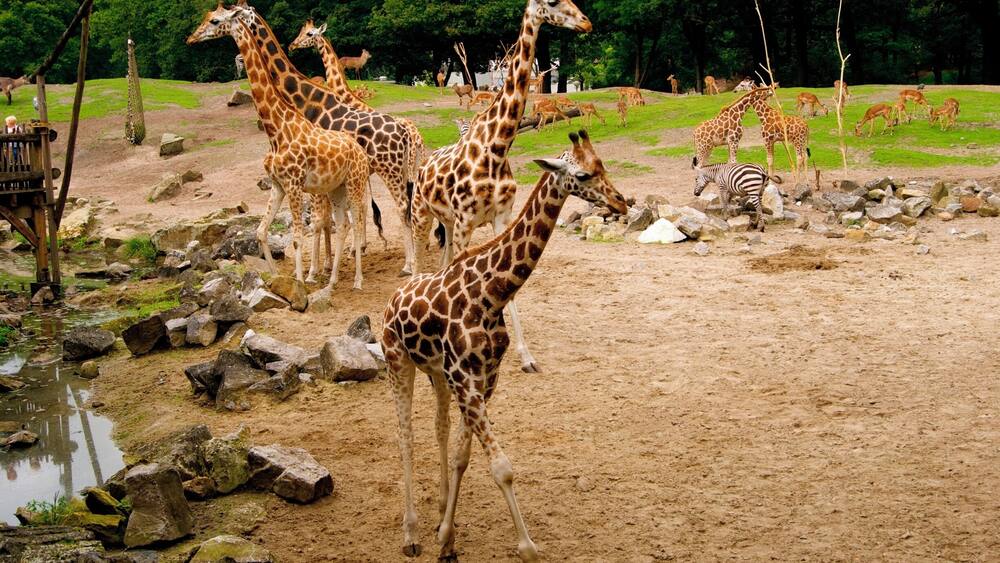Giraffes in het oude dierenpark Emmen. Het nieuwe park heet Wildlands Adventure Zoo
