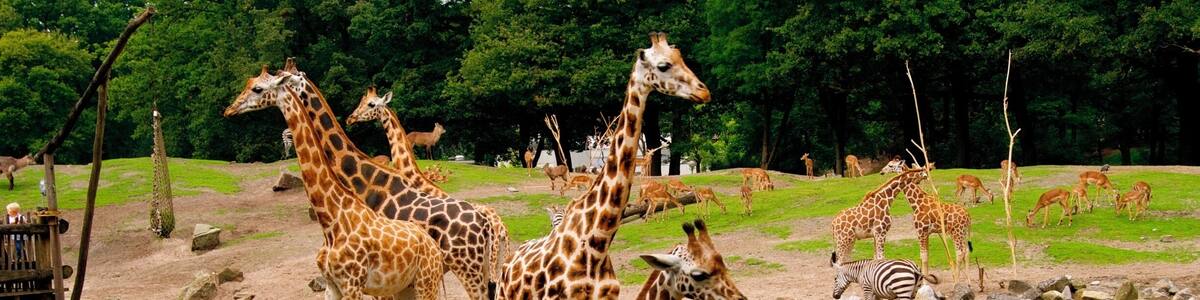 Giraffes in het oude dierenpark Emmen. Het nieuwe park heet Wildlands Adventure Zoo