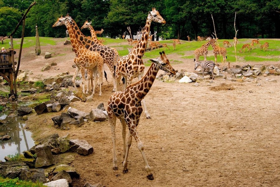 Giraffes in het oude dierenpark Emmen. Het nieuwe park heet Wildlands Adventure Zoo