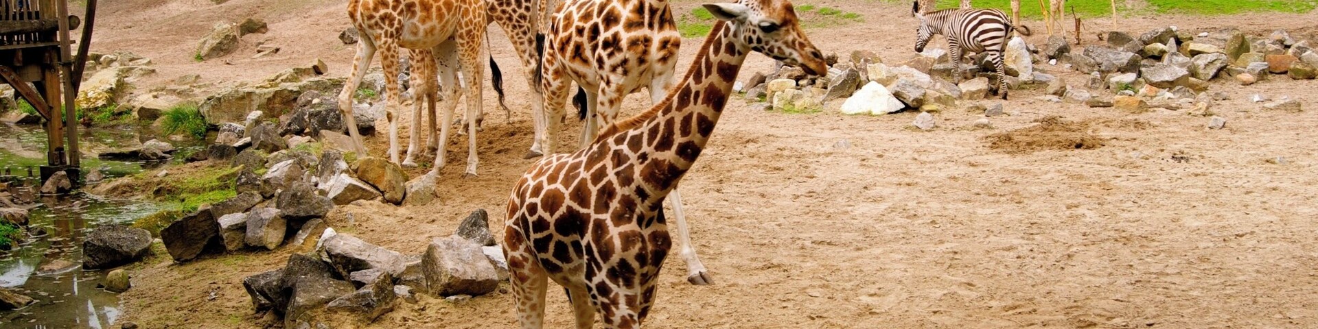 Giraffes in het oude dierenpark Emmen. Het nieuwe park heet Wildlands Adventure Zoo