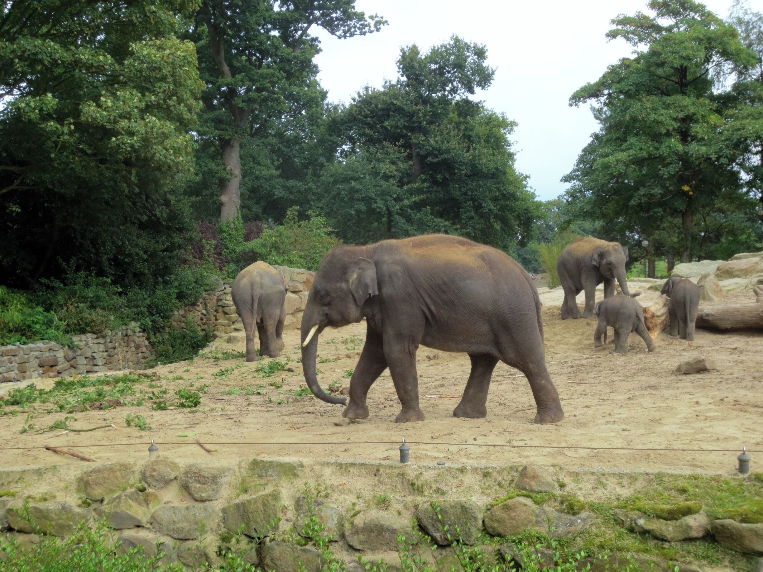 A group of elephants in a zoo enclosure with trees and rocks.