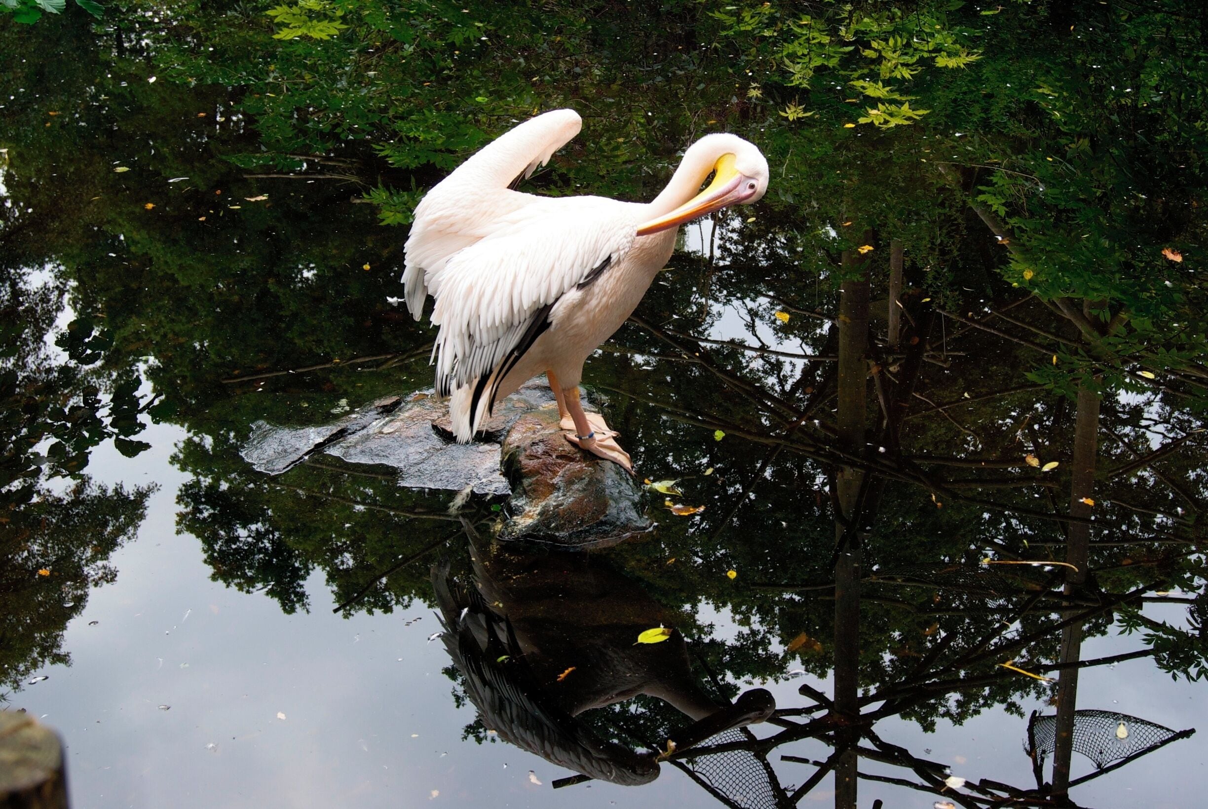 Maraboe in het oude dierenpark Emmen. Het nieuwe park heet Wildlands Adventure Zoo