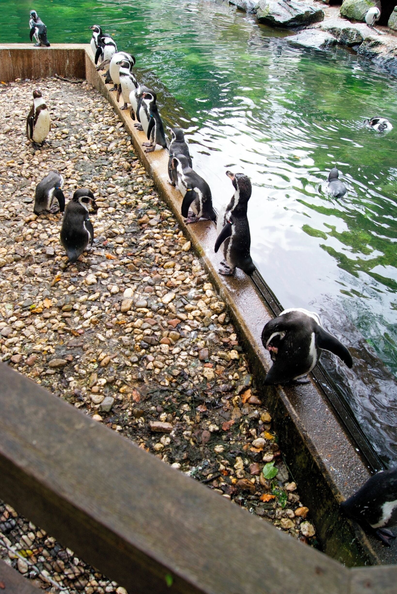 Pinguïns in het oude dierenpark Emmen. Het nieuwe park heet Wildlands Adventure Zoo