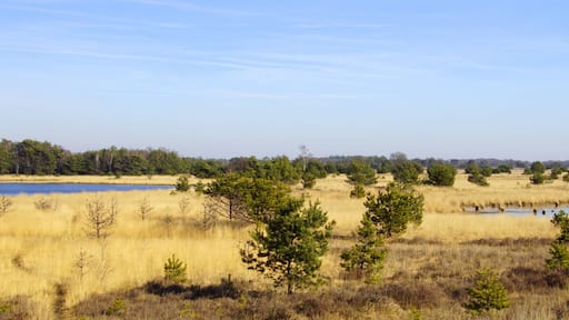 Dutch Natural heathland Strabrechtse Heide, North Brabant.