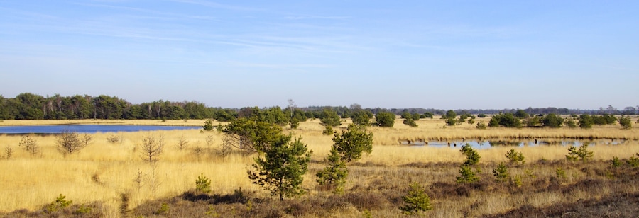 Dutch Natural heathland Strabrechtse Heide, North Brabant.