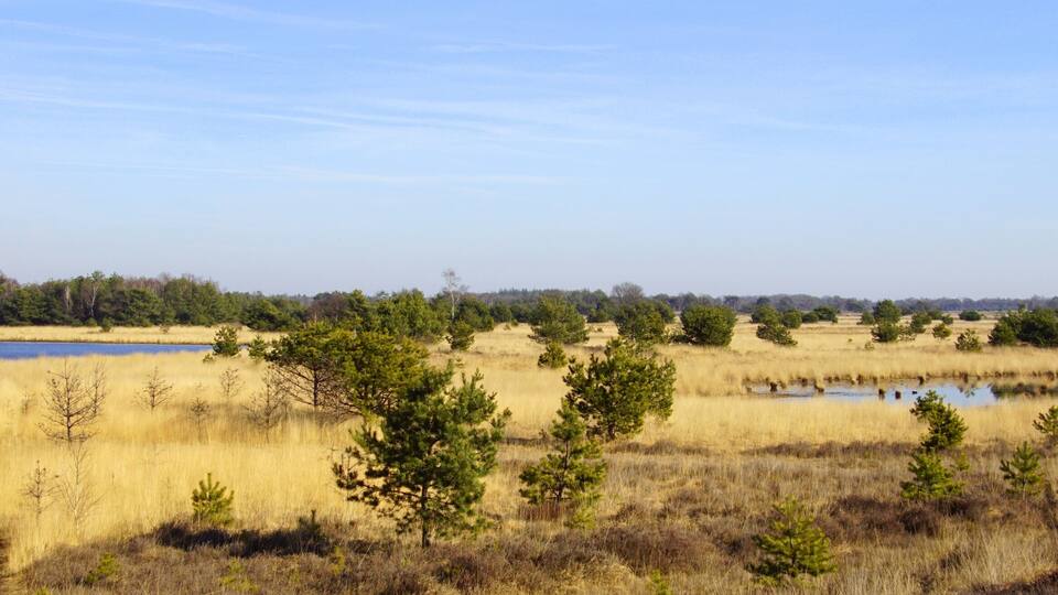 A wetland with a lake, scattered trees, and a clear sky.