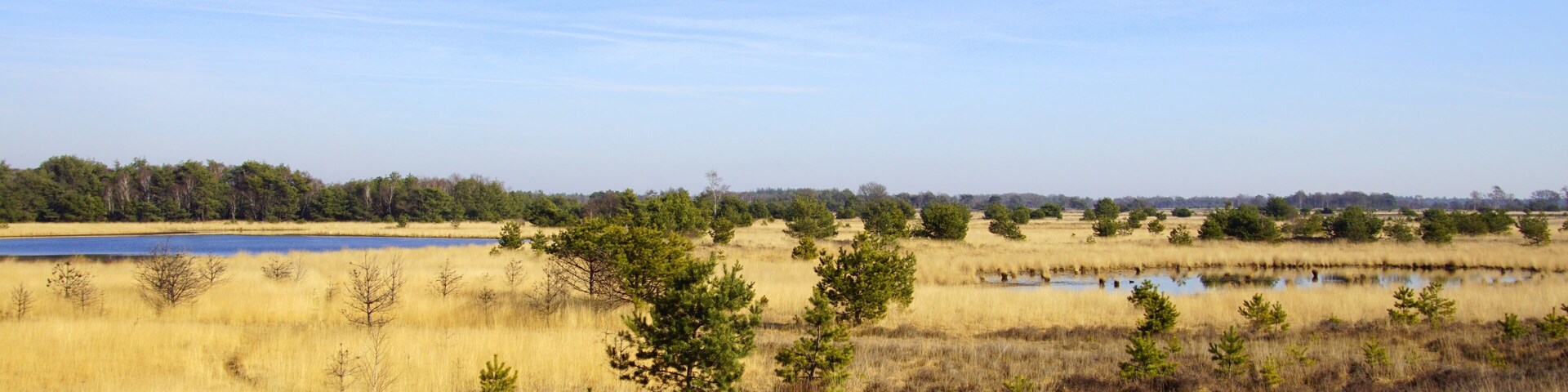 Dutch Natural heathland Strabrechtse Heide, North Brabant.