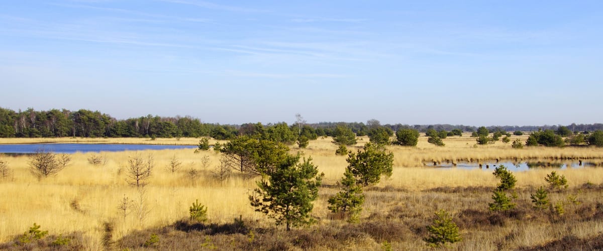 A wetland with a lake, scattered trees, and a clear sky.