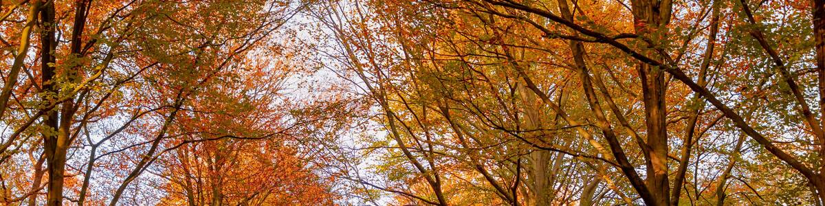 Beautiful autumn background with pathway through the wood, Yellow orange leaves fall on the ground floor with the rows of big trees along the walkways, Heilooerbos (Forest) Noord Holland, Netherlands.