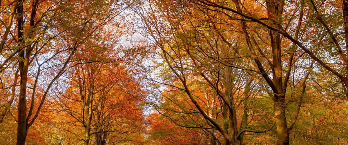 Beautiful autumn background with pathway through the wood, Yellow orange leaves fall on the ground floor with the rows of big trees along the walkways, Heilooerbos (Forest) Noord Holland, Netherlands.