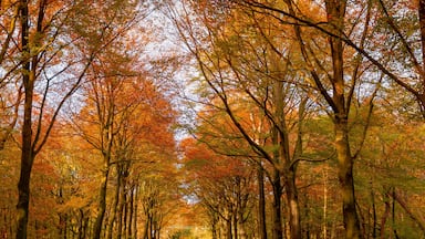 Beautiful autumn background with pathway through the wood, Yellow orange leaves fall on the ground floor with the rows of big trees along the walkways, Heilooerbos (Forest) Noord Holland, Netherlands.
