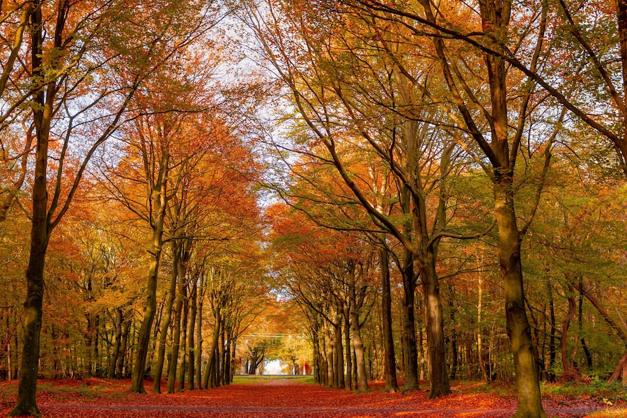 Beautiful autumn background with pathway through the wood, Yellow orange leaves fall on the ground floor with the rows of big trees along the walkways, Heilooerbos (Forest) Noord Holland, Netherlands.