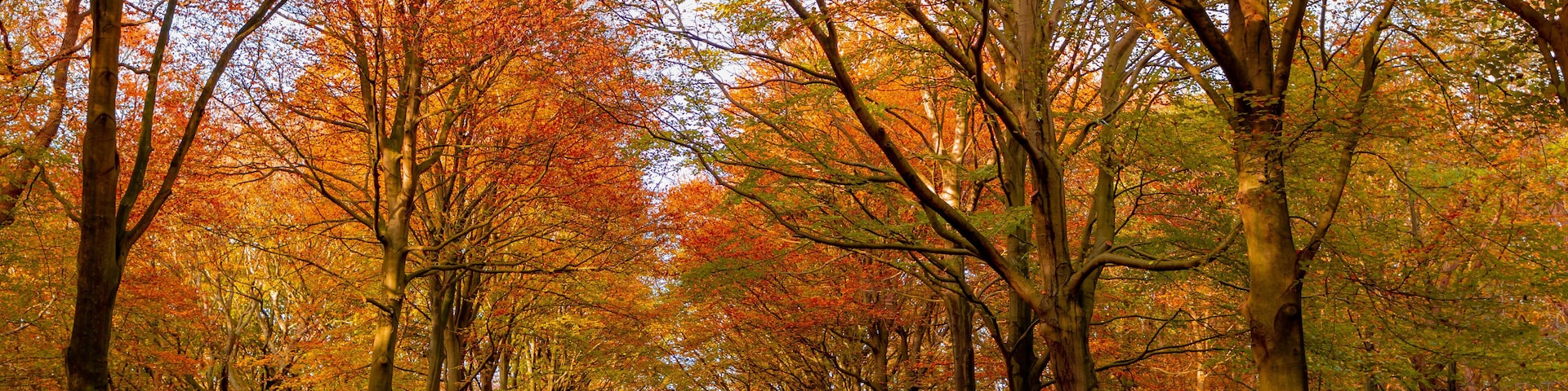 Beautiful autumn background with pathway through the wood, Yellow orange leaves fall on the ground floor with the rows of big trees along the walkways, Heilooerbos (Forest) Noord Holland, Netherlands.