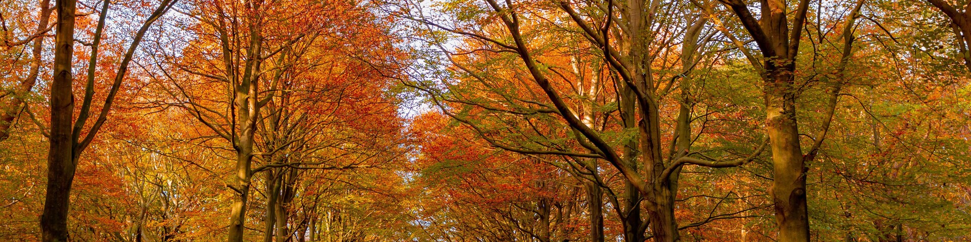 A forest with a path lined by trees with autumn leaves.