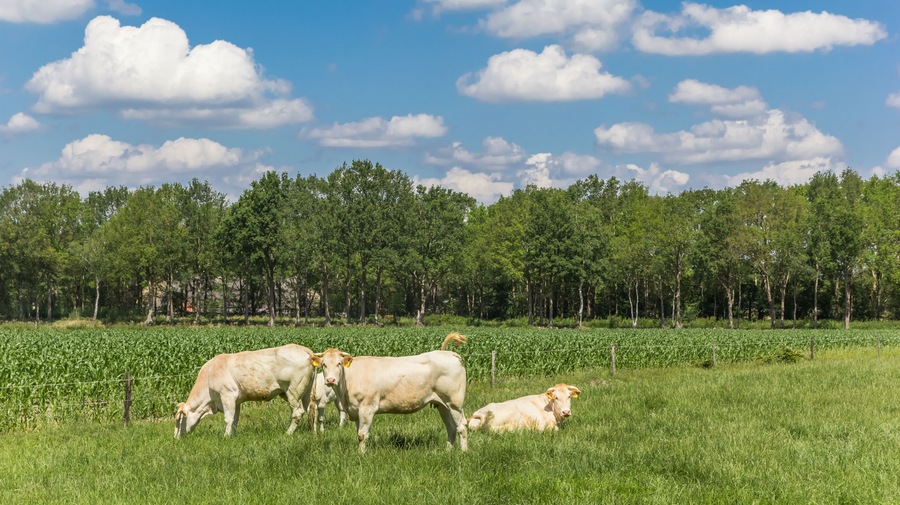 Blonde d Aquitaine cows in the landscape of Drenthe, Netherlands