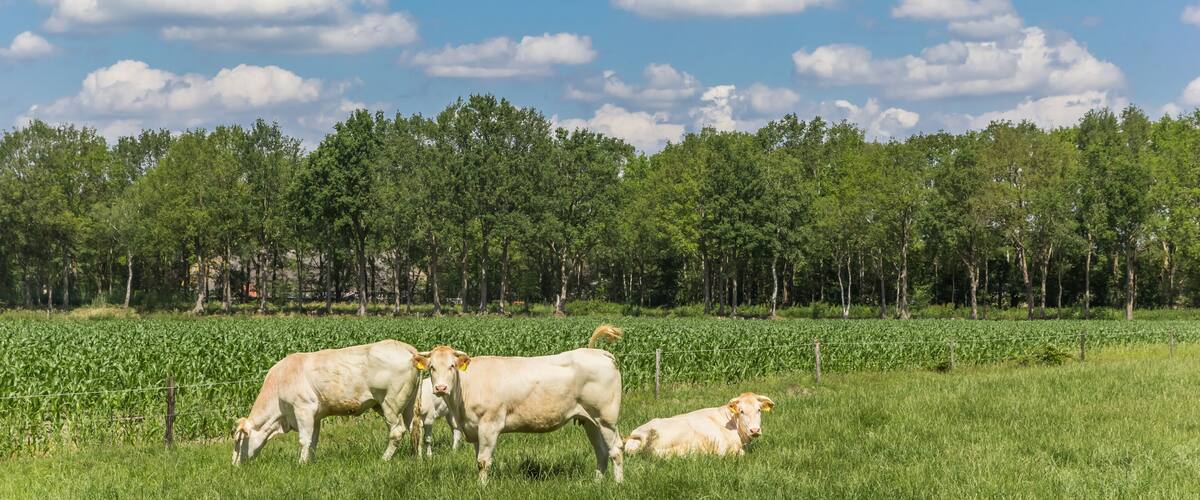 A grassy field with cows grazing, a fence, and a forest in the background.