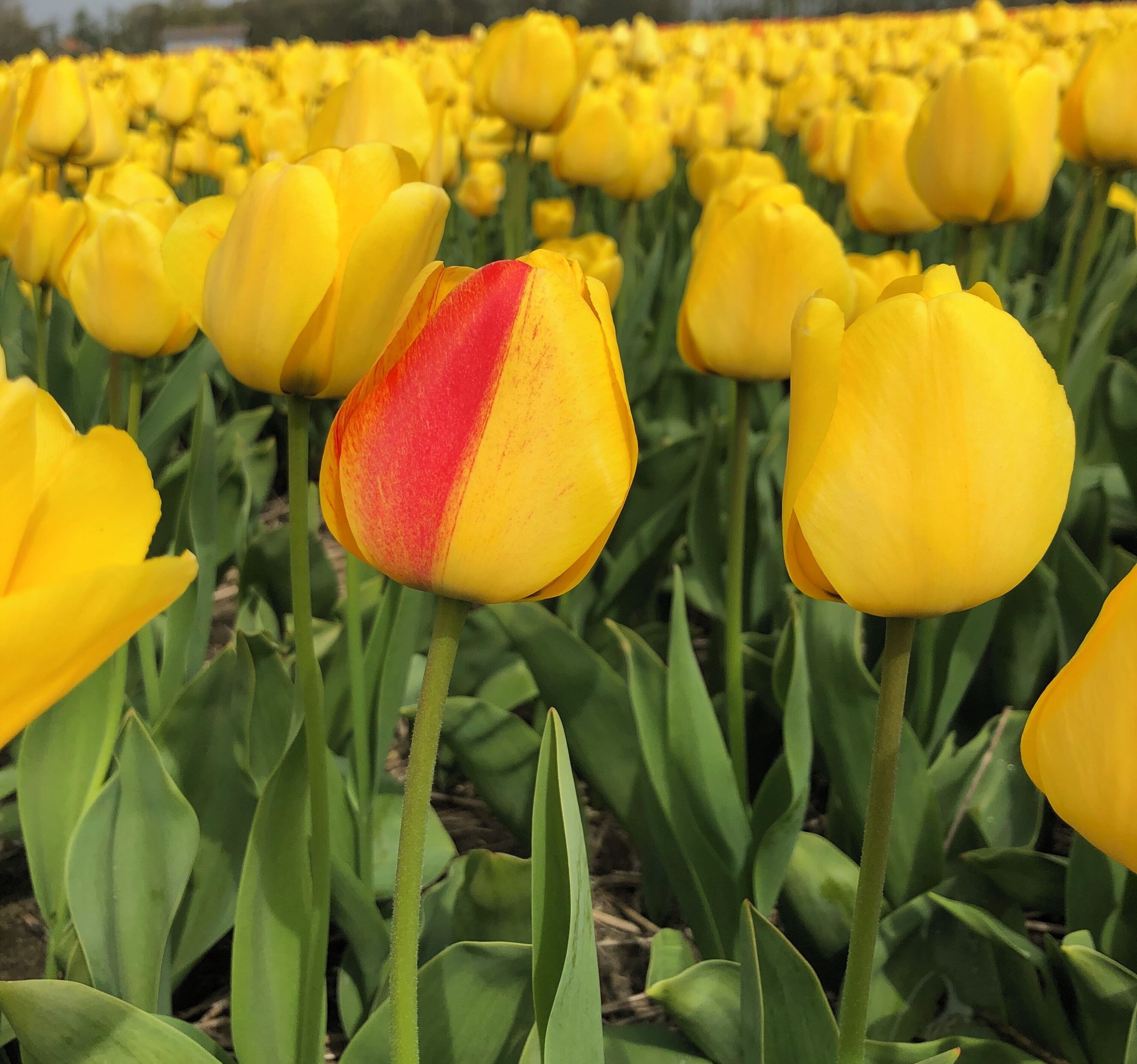 It’s ok to be a little different #Culture taken by my 10 year old daughter