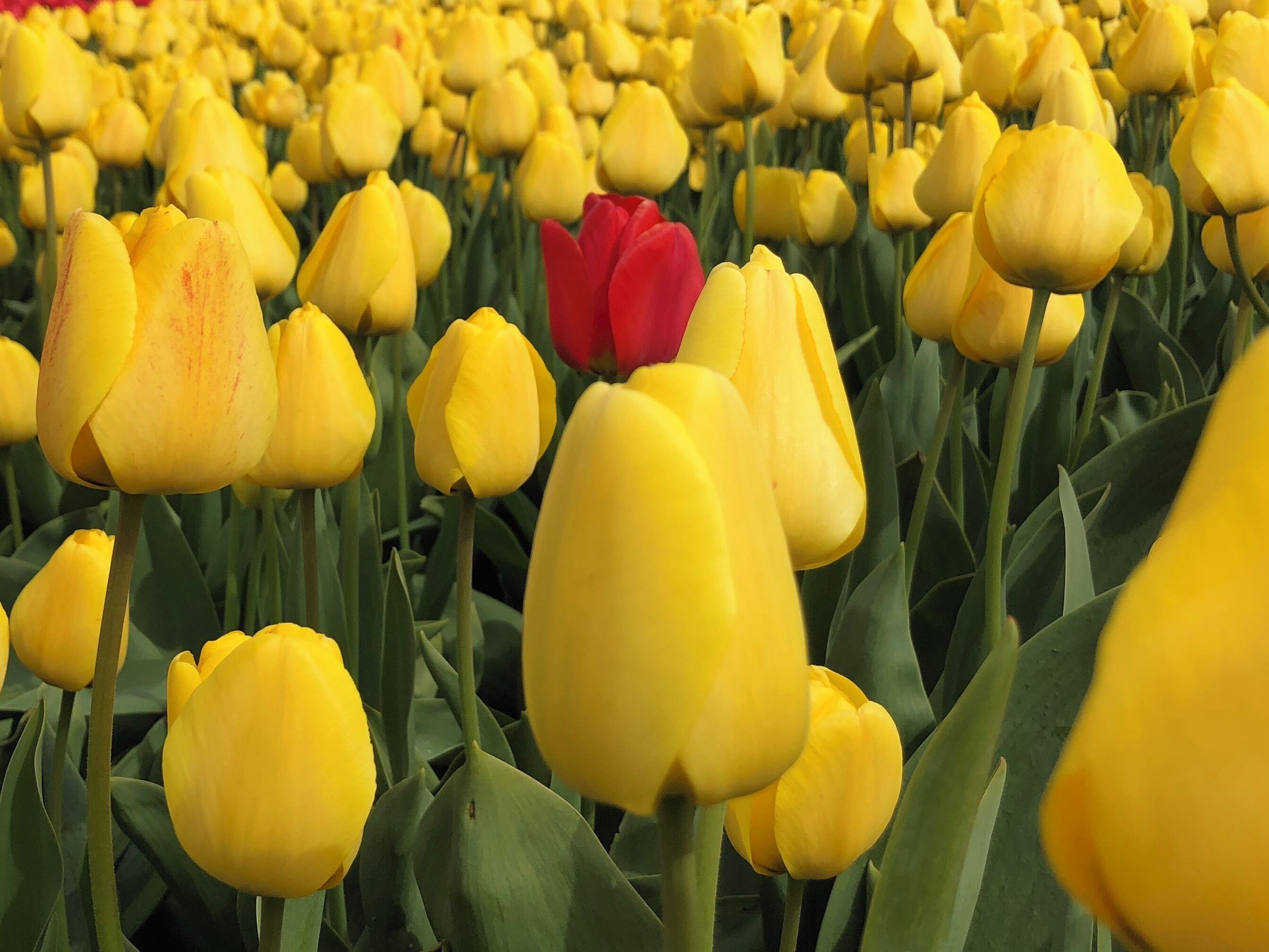Don’t blend in #Culture 
My 10 year old daughter took this picture. She was amazed how one flower would stand out in a sea of the same.