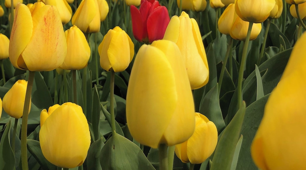 Don’t blend in #Culture
My 10 year old daughter took this picture. She was amazed how one flower would stand out in a sea of the same.