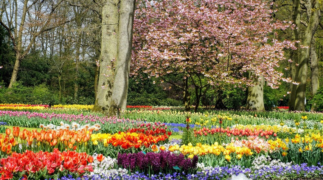 Keukenhof originally focused almost exclusively on flower bulbs, but now has much more to offer. Each year, fourty gardeners plants bulbs at reserved locations throughout the park. In order to ensure that Keukenhof always has a new look, the planting is redesigned every year.
For children, Keukenhof has a maze, a playground, a miffy house and a petting zoo.
#gardens #spring