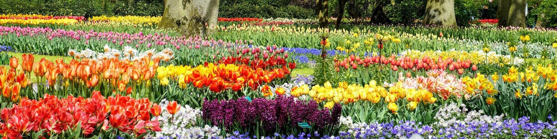 Keukenhof originally focused almost exclusively on flower bulbs, but now has much more to offer. Each year, fourty gardeners plants bulbs at reserved locations throughout the park. In order to ensure that Keukenhof always has a new look, the planting is redesigned every year.
For children, Keukenhof has a maze, a playground, a miffy house and a petting zoo.
#gardens #spring