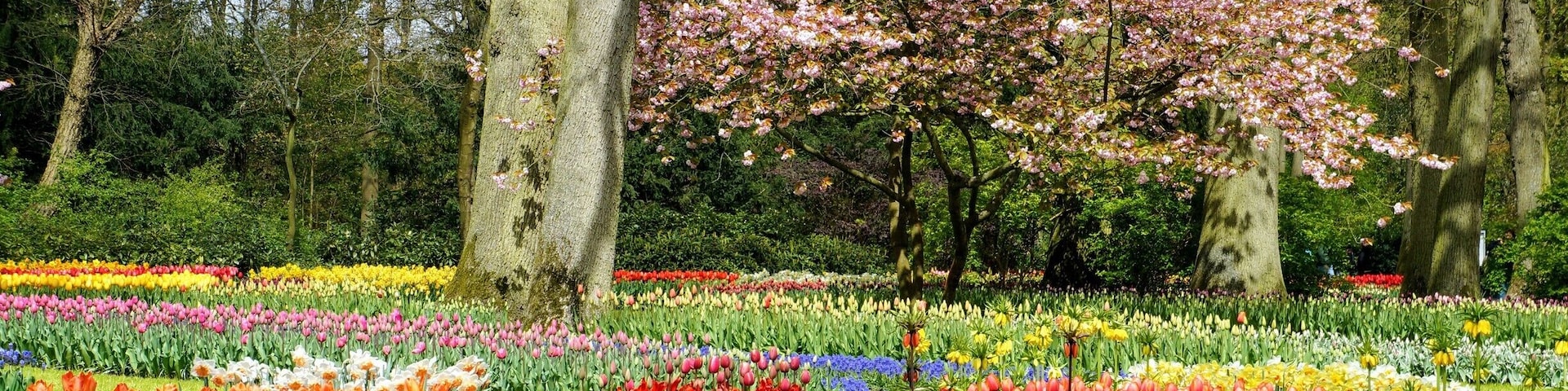 Keukenhof originally focused almost exclusively on flower bulbs, but now has much more to offer. Each year, fourty gardeners plants bulbs at reserved locations throughout the park. In order to ensure that Keukenhof always has a new look, the planting is redesigned every year.
For children, Keukenhof has a maze, a playground, a miffy house and a petting zoo.
#gardens #spring