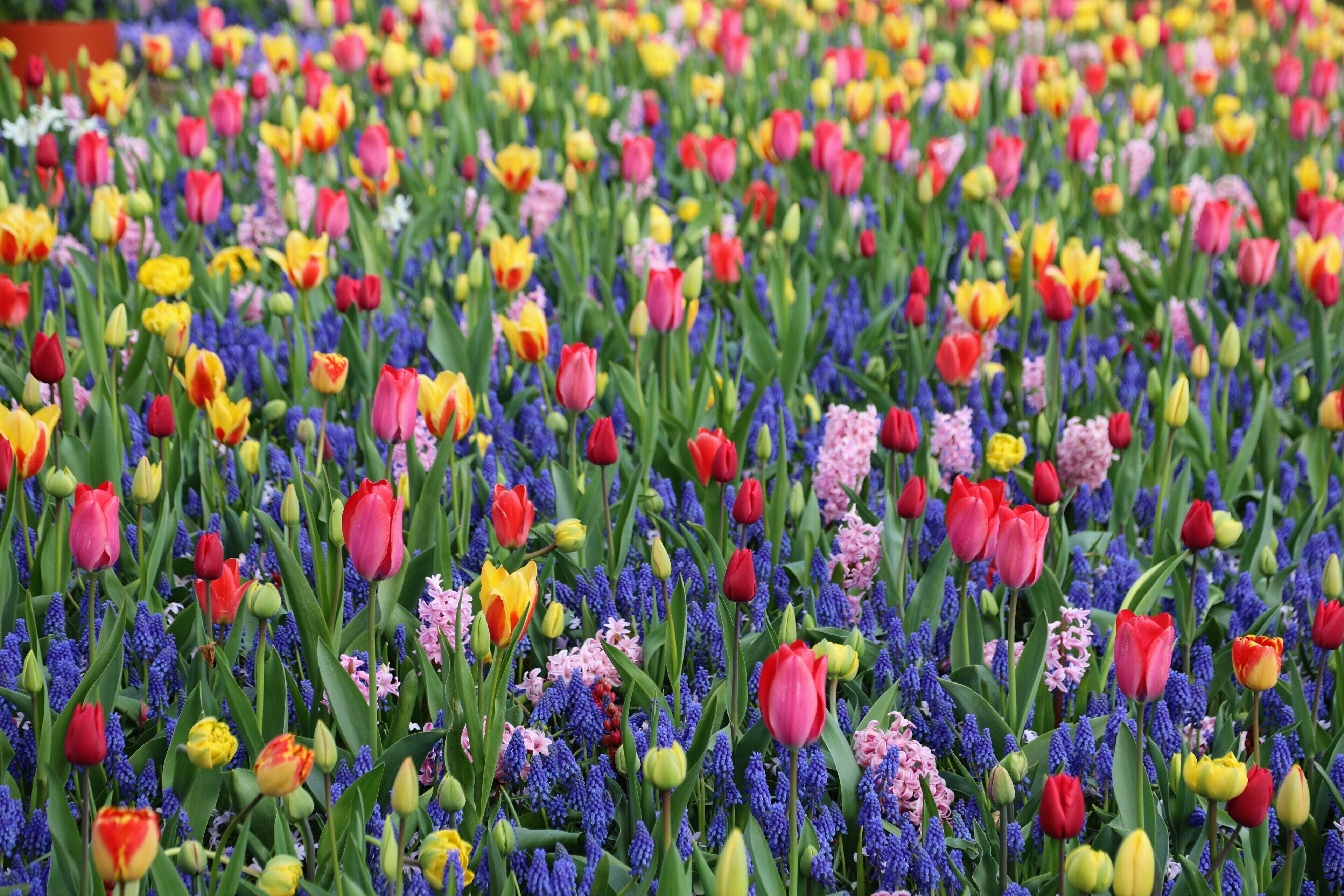Happy Friday here is one more at the Keukenhof gardens in the Netherlands.