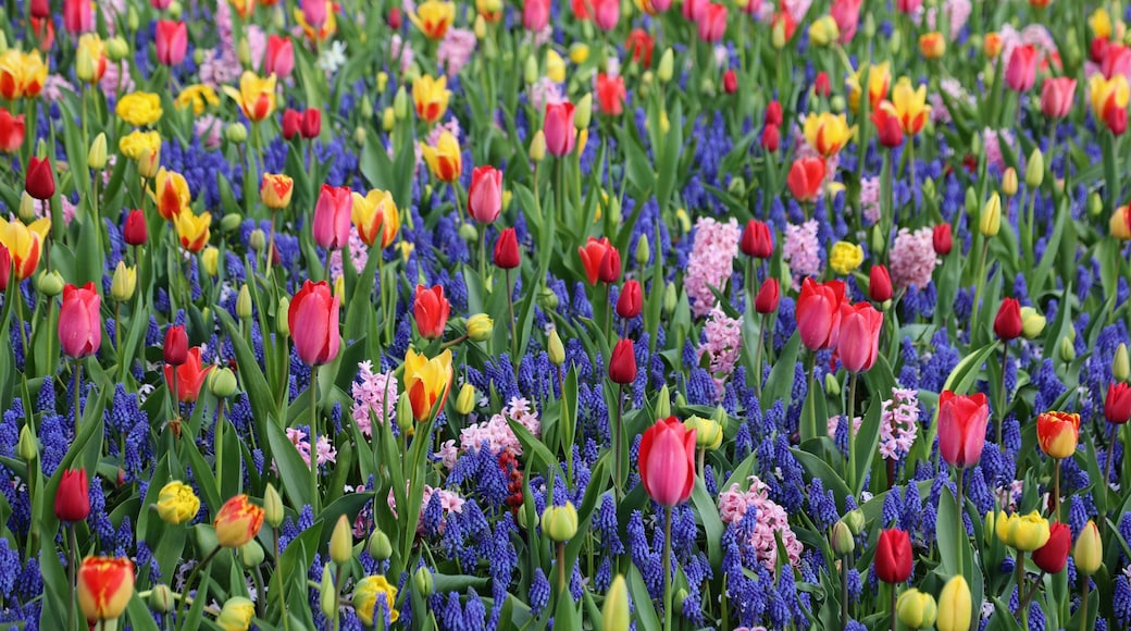 Happy Friday here is one more at the Keukenhof gardens in the Netherlands.