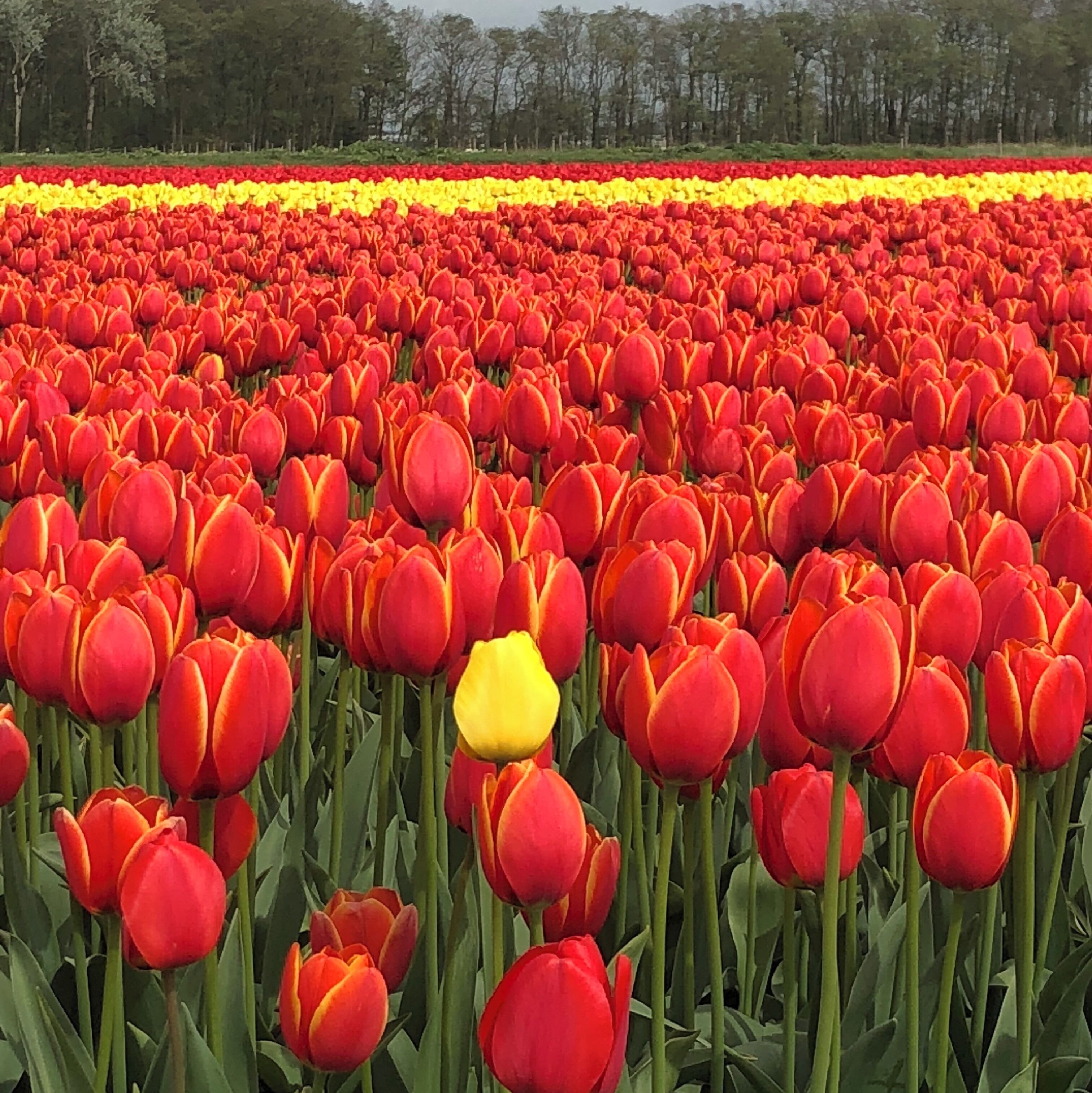 The tulip bloom in the Netherlands is simply amazing! My 10 year old daughter took this photo #Culture