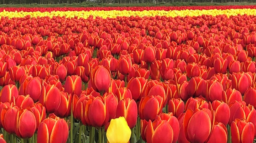 The tulip bloom in the Netherlands is simply amazing! My 10 year old daughter took this photo #Culture
