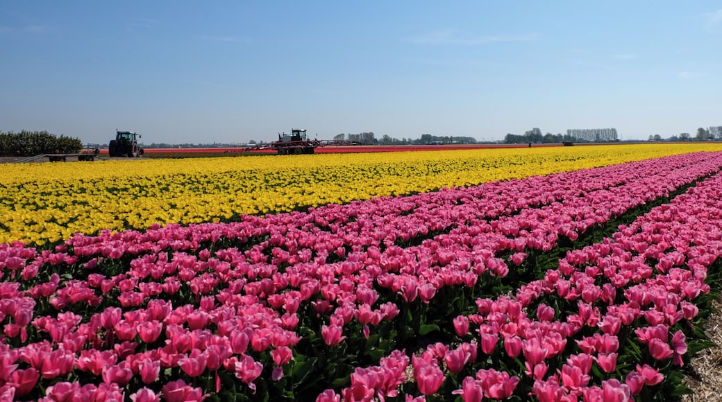A bike tour in the tulips fields was on my bucket list, and we made it! The days was hot and sunny, and the fields full of tulips! It was a colourful and amazing sight for the flower lover in me! I highly recommend such an experience!