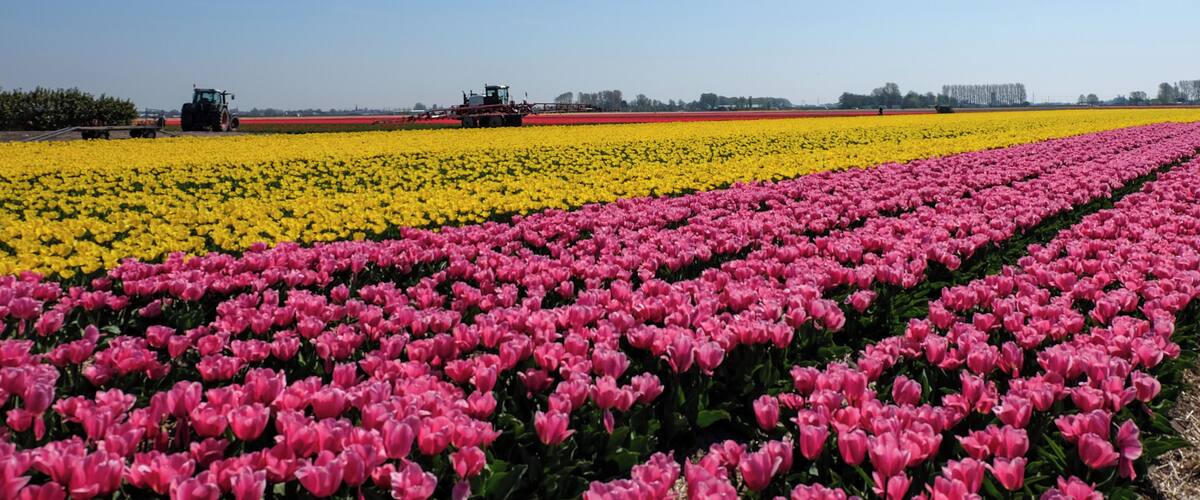 A bike tour in the tulips fields was on my bucket list, and we made it!  The days was hot and sunny, and the fields full of tulips! It was a colourful and amazing sight for the flower lover in me!  I highly recommend such an experience!