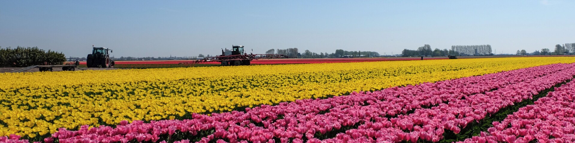 A bike tour in the tulips fields was on my bucket list, and we made it! The days was hot and sunny, and the fields full of tulips! It was a colourful and amazing sight for the flower lover in me! I highly recommend such an experience!