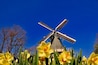 Keukenhof park lisse open only 2 months a year in spring