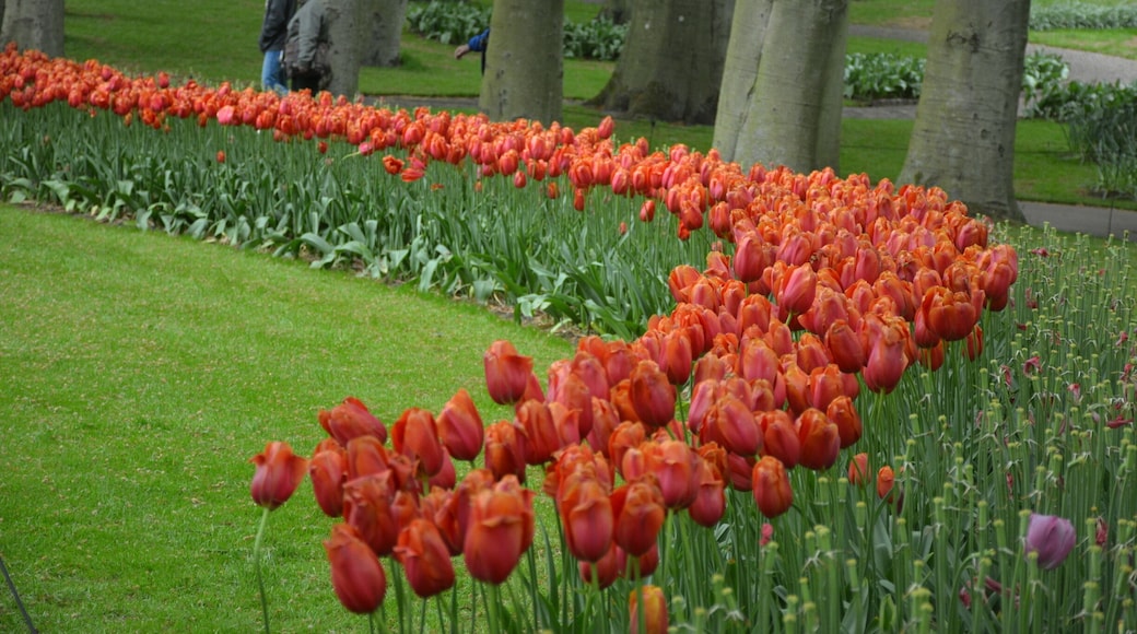 Tulips are glorious when have a shape/pattern