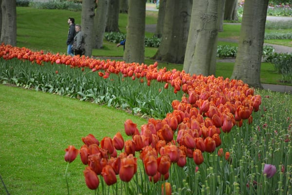 Tulips are glorious when have a shape/pattern