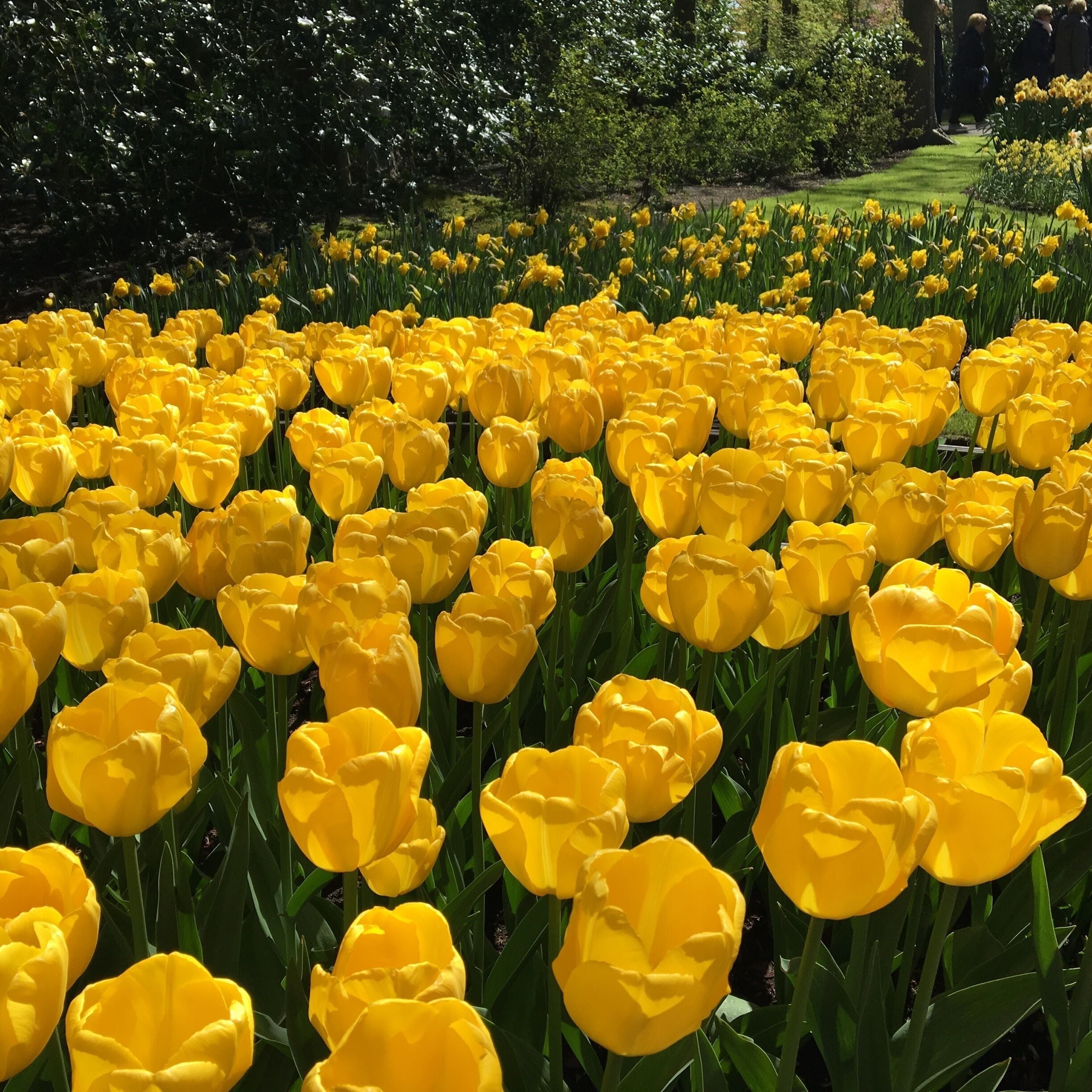 Color of the sun.

#tulip #flowers #getaway #kidsfun #familytrips