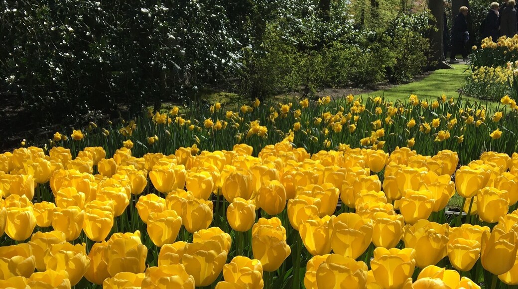 Color of the sun.
#tulip #flowers #getaway #kidsfun #familytrips