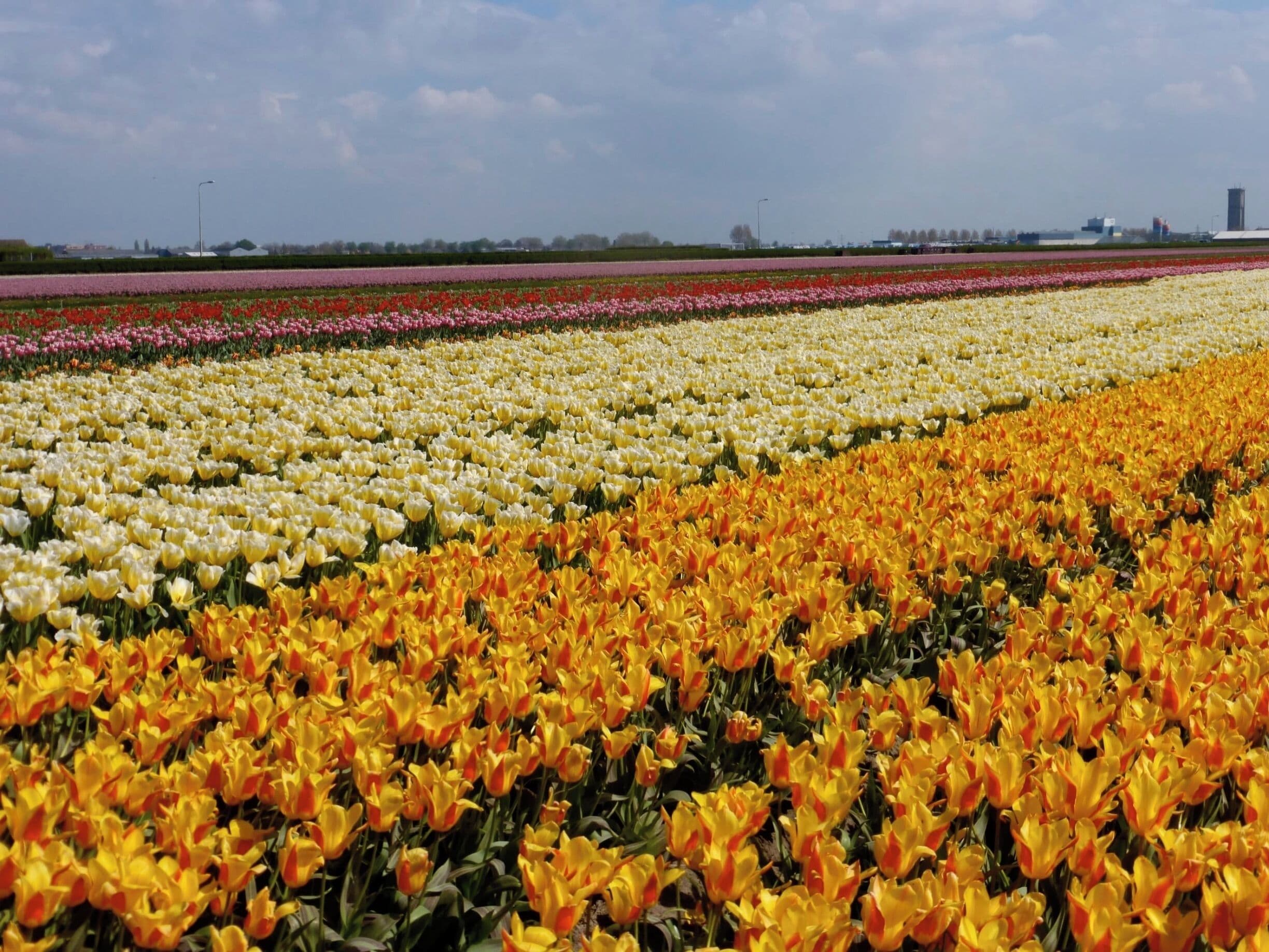 Come in April to cycle through the bulb fields.