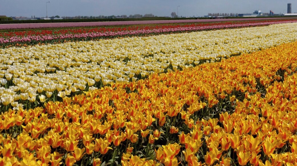Come in April to cycle through the bulb fields.