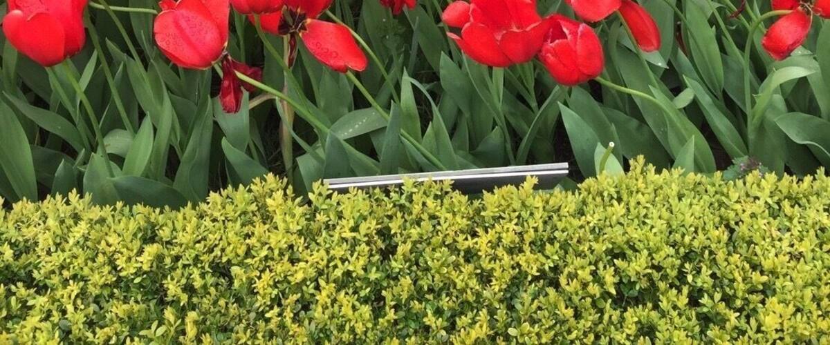 I found these red Tulip at Keukenhof garden. It’s the most beautiful garden in the world situated in Lisse near Amsterdam, Netherland. #red